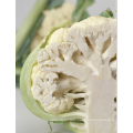 Suntoday tight white indonesia 110 days planting f1 hybrid cauliflower seeds